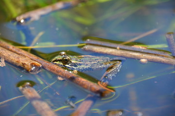 PETITE GRENOUILLE DANS UN ETANG