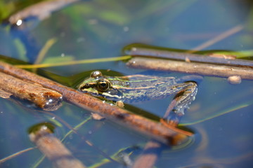 PETITE GRENOUILLE DANS UN ETANG
