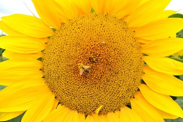 European honeybee pollinates sunflower. sunflower close-up with bee pollinator in the middle.