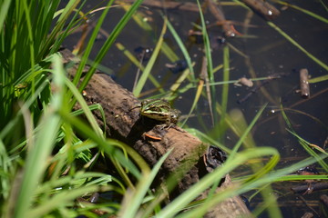 PETITE GRENOUILLE SUR UN TRONC