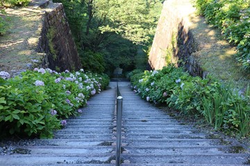別子銅山　東平地区インクライン跡の階段とあじさい　愛媛県新居浜市