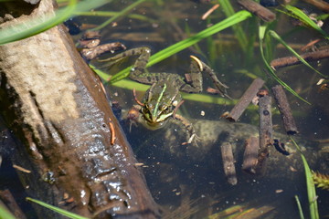 PETITE GRENOUILLE A LA SURFACE DE L'EAU