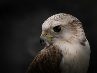Saker falcon portrait. Close-up of the muzzle of a Saker Falcon.
