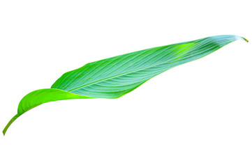  Heliconia variegated leaf isolated on white background with clipping path.