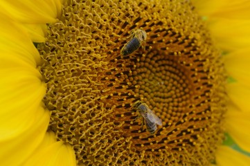 Honeybees on sunflower close-up. Macro of bee and sunflower. 