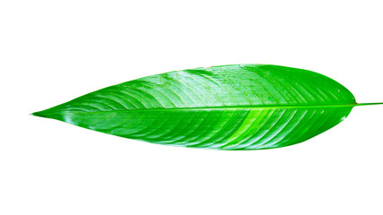 Obraz premium Heliconia variegated leaf isolated on white background with clipping path.
