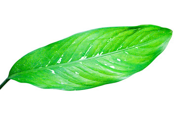 Obraz premium Green leaf isolated on white background with clipping path.
