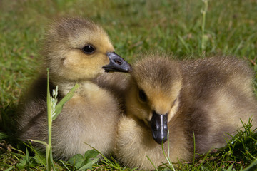 süße junge Gänseküken