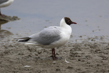 Obraz premium Black-headed gull (Latin name Larus ridibundus) in flight