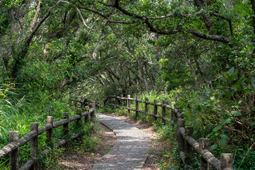 日の入る木々の道
