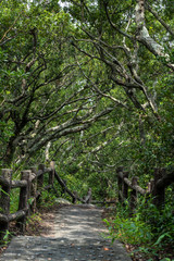 日の入る木々の道