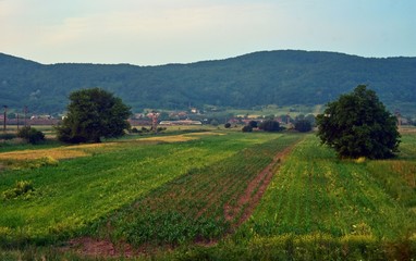 Fototapeta na wymiar land cultivated with cereals in the summer season