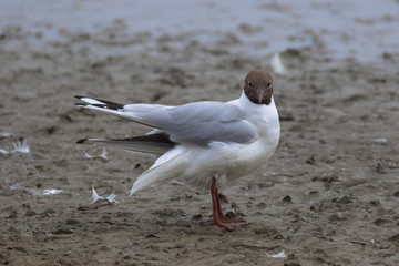 Black-headed gull (Latin name Larus ridibundus) in flight
