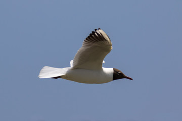 Black-headed gull (Latin name Larus ridibundus) in flight