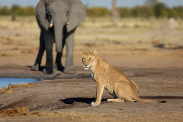 Lioness sitting by a waterhole side view with elephant in the background in Botswana