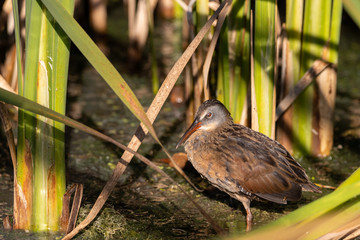 Virginia Rail wading between colorful green reeds in shallow marsh