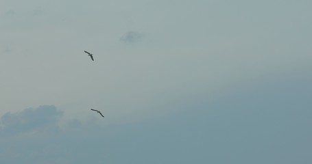 seagulls fly near the water during sunset