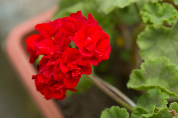 Fototapeta premium Beautiful red Pelargonium flowers in a pot. Closeup Pelargonium flowers