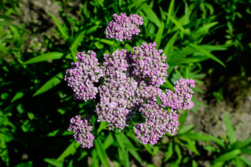 Close up of beautiful vivid pink magenta flowers of Achillea millefolium plant, commonly known as yarrow, in a garden in a sunny summer day.