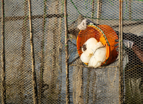 Fisherman releasing Jellyfishes in sea that are trapped in fishing net at Busaiteen coast of Bahrain