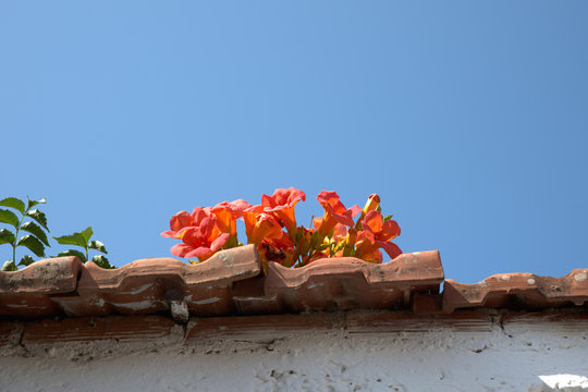 orange flower on roof tiles, blue sky