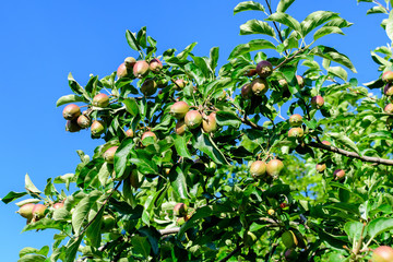Young small green and red fruits and leaves in a large apple tree in direct sunlight in an orchard garden in a sunny summer day, beautiful outdoor floral background photographed with selective focus.