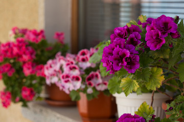Fototapeta na wymiar Beautiful pink and purple Pelargonium flowers in a pot. Closeup Pelargonium flowers