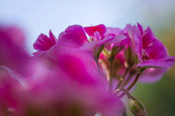 Naklejka na ściany i meble Purple pelargonium grandiflorum Flower. Blurry background close up shots