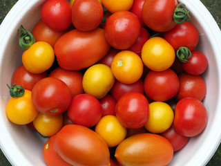 Frisch geerntete verschiedene Tomatensorten