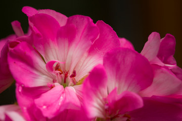 Fototapeta na wymiar Bright pink geranium flowers close-up