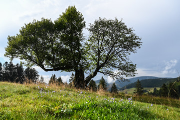 Obraz premium Buche im Schwarzwald