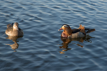 Mandarinentenpaar schwimmend auf dem Wasser - Wannsee