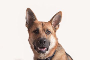 german shepherd dog isolated