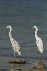 A pair of white morphed  Western reef heron at Busaiteen coast, Bahrain. A highkey image