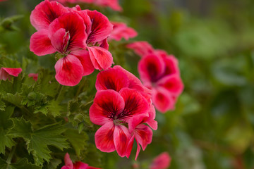 Pink geranium with green leaves. Close-up