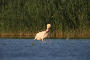 Singles and groups of great white pelican (Pelecanus onocrotalus) are photographed standing in blue...