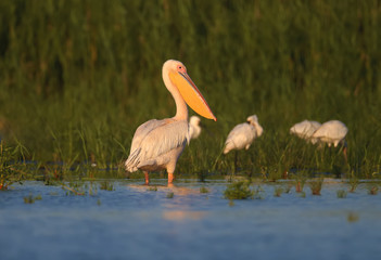Singles and groups of great white pelican (Pelecanus onocrotalus) are photographed standing in blue water against a backdrop of green aquatic vegetation in soft evening light.