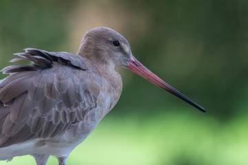 A bar-tailed godwit (Limosa lapponica) is a large wader close up in in non breeding plumage on soft green background at Wasit Wetlands in the UAE.