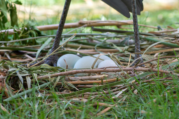 A Goliath heron (Ardea goliath), also known as the giant heron eggs and nest