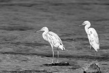 Potrait of a Western reef egret white morphed at Busaiteen coast, Bahrain