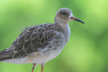Obraz premium A female ruff (Calidris pugnax) close up with soft green background at Wasit Wetlands in the United Arab Emirates.