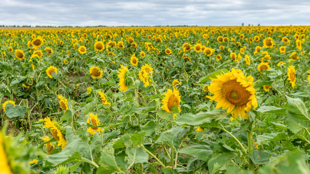 A field with sunflowers in summer with a blue sky