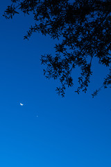 New moon, Venus above tree