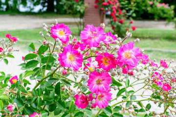 Bush with many delicate vivid pink magenta rose in full bloom and green leaves in a garden in a sunny summer day, beautiful outdoor floral background photographed with soft focus.