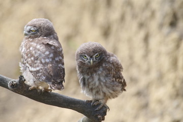 Adults and young little owls ( Athene noctua) are photographed near the nest in a natural habitat.