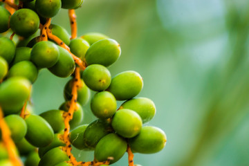 Green clusters of palm trees 