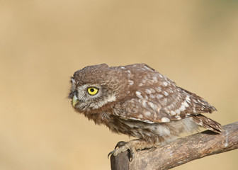 Adult birds and little owl chicks (Athene noctua) are photographed at close range closeup on a...
