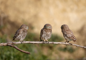 Adult birds and little owl chicks (Athene noctua) are photographed at close range closeup on a blurred background.