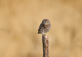 Adult birds and little owl chicks (Athene noctua) are photographed at close range closeup on a blurred background.