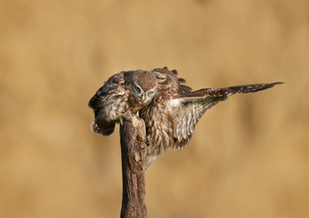 Adult birds and little owl chicks (Athene noctua) are photographed at close range closeup on a blurred background.
